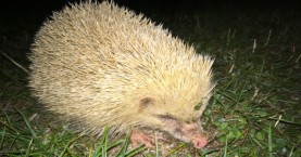 Alderney blonde hedgehogs