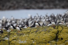 Farne-Thumbnail-3