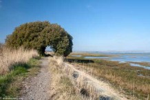 Circular walk Thorney Island