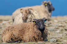 North Ronaldsay_DSC_0591