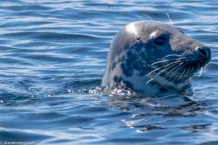 North Ronaldsay_DSC_0605