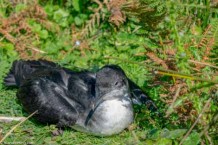 Manx shearwater on Skomer Island