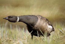 brent-goose-86582_640