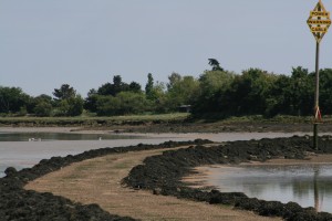 Northey Island castaway