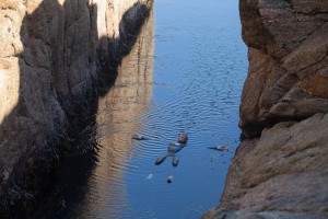 Swimming the gully at Shipman Head