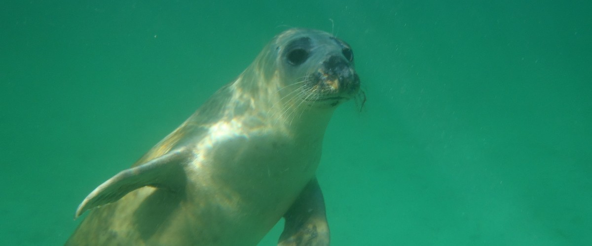 Swimming with seals St Martin's, Scilly