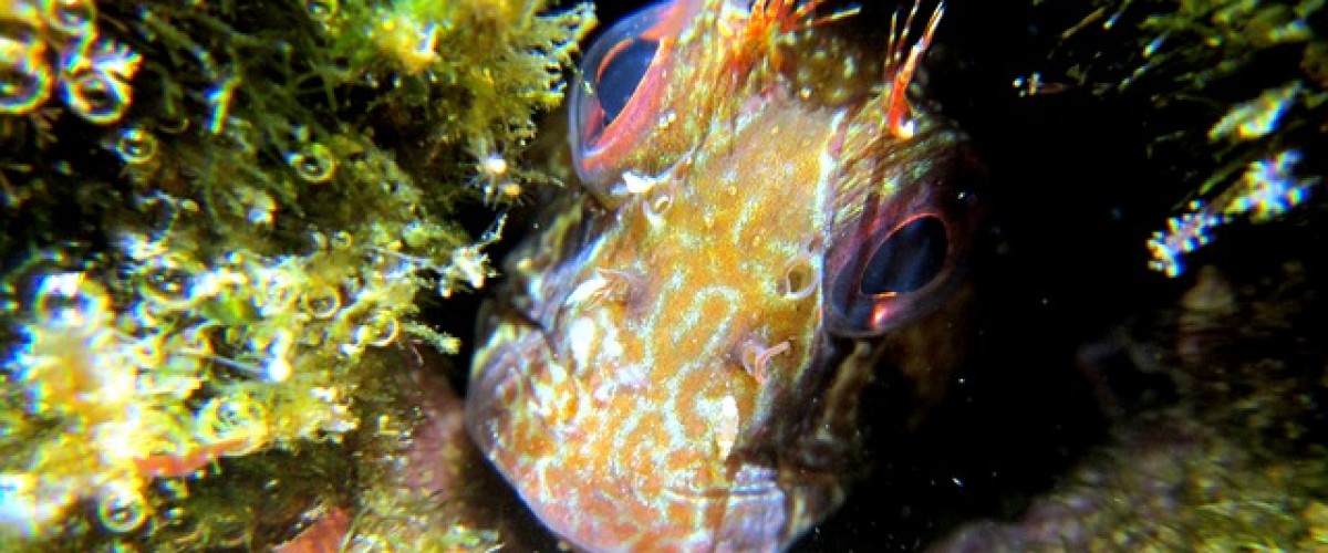 Rock pooling on Lundy Island