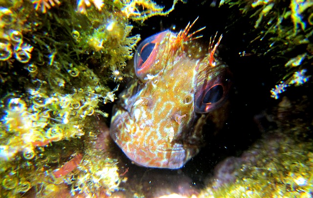 Rock pooling on Lundy Island