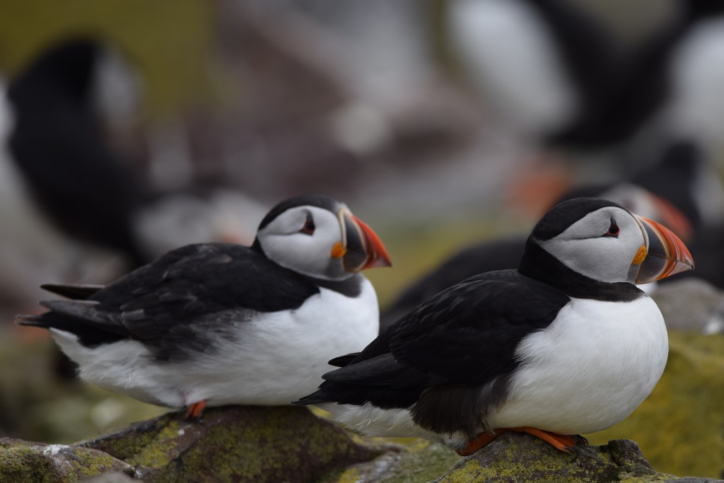 Lundy puffins