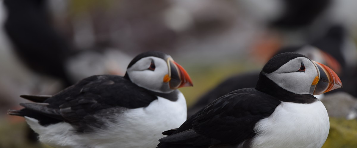 Lundy puffins