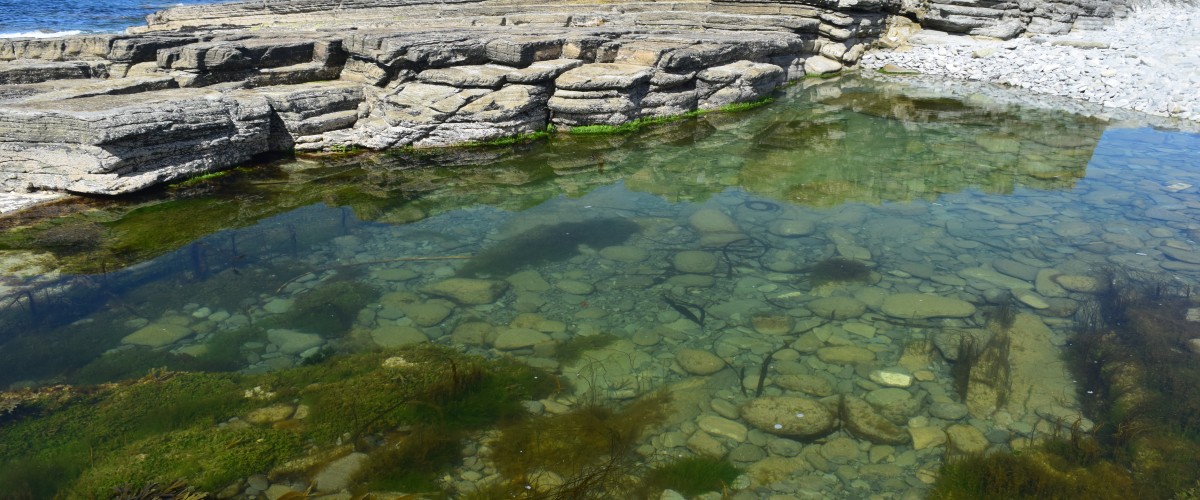 Wild swimming Orkney