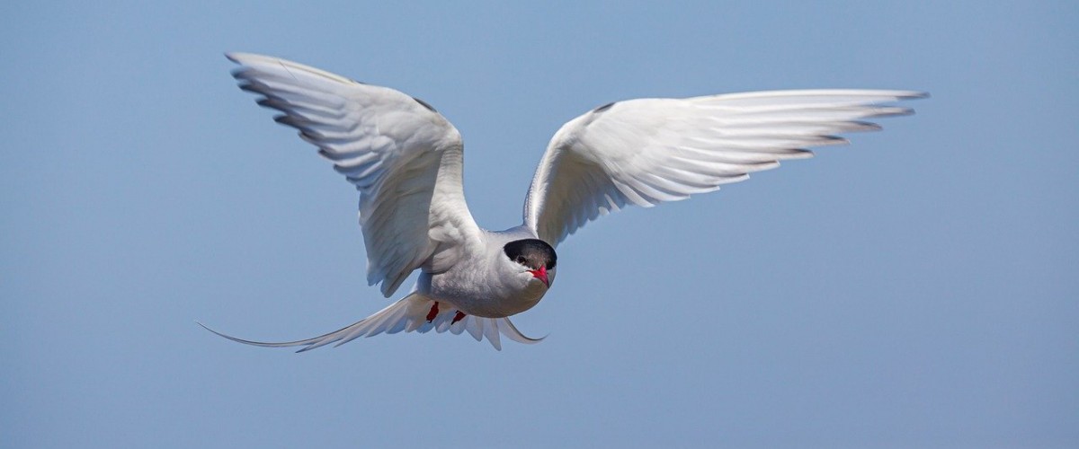 Birdwatching on Orkney