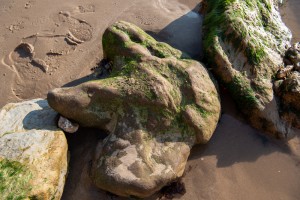 Fossil hunting Isle of Wight