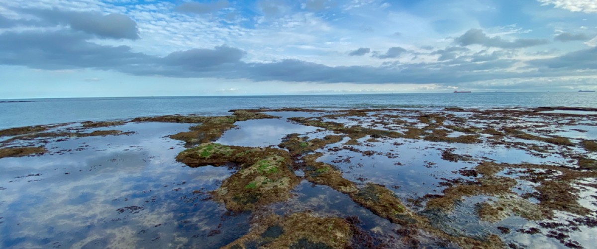 Rock pooling Isle of Wight