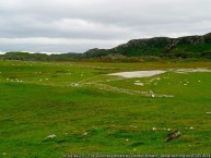 Colonsay Whale