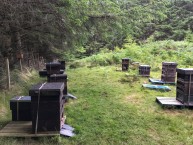 Colonsay bees