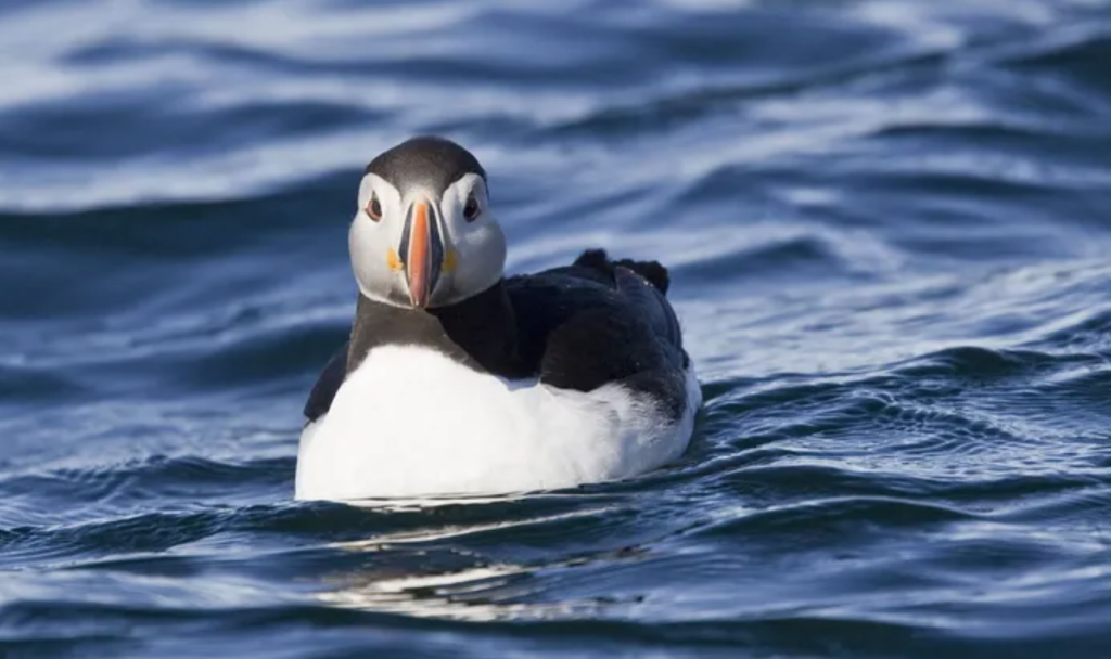 Guernsey wildlife