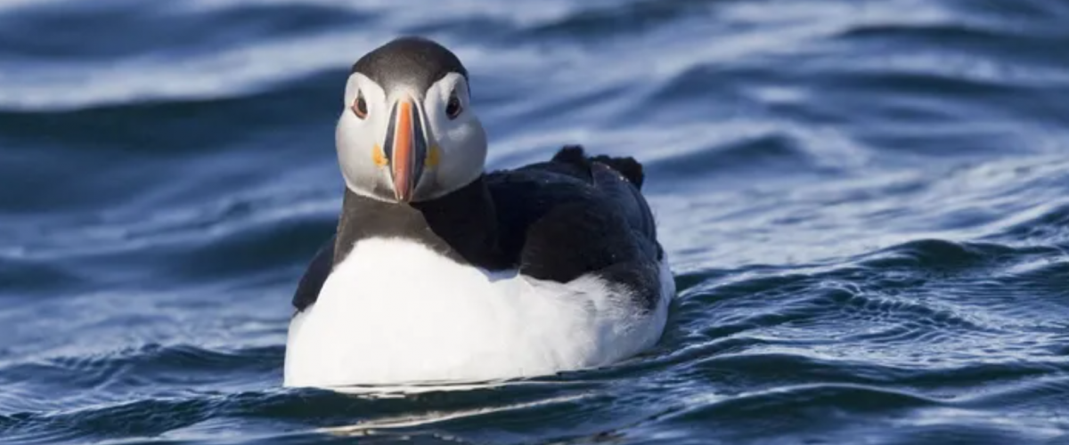 Guernsey wildlife