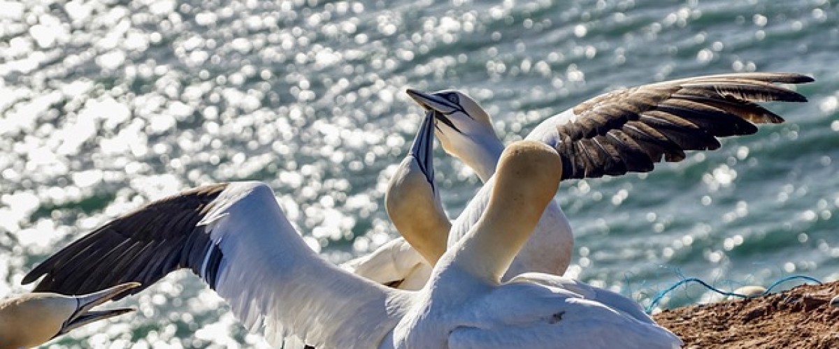 Alderney wildlife