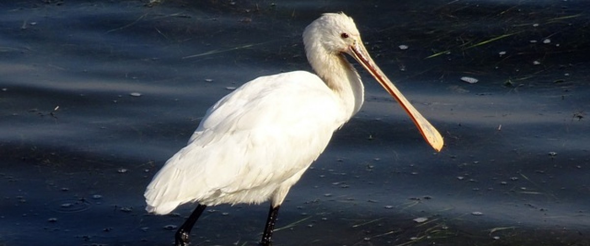 Birdwatching on Brownsea Island