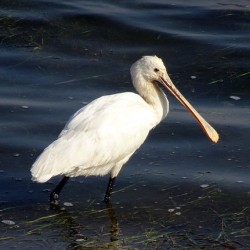 when to visit brownsea island