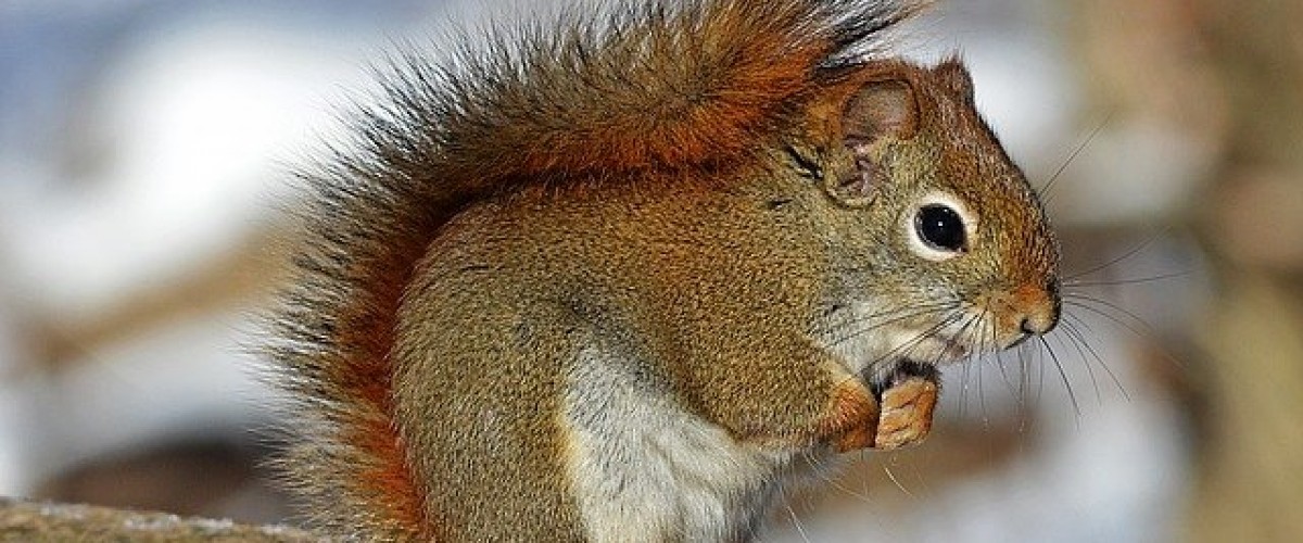 Where to see red squirrels